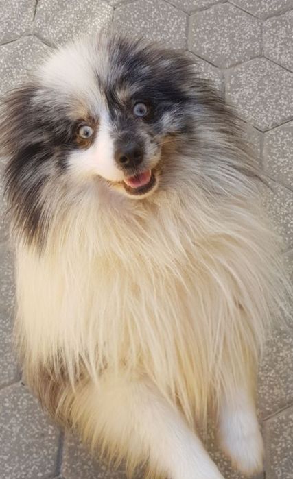Spitz alemão menino Red Merle