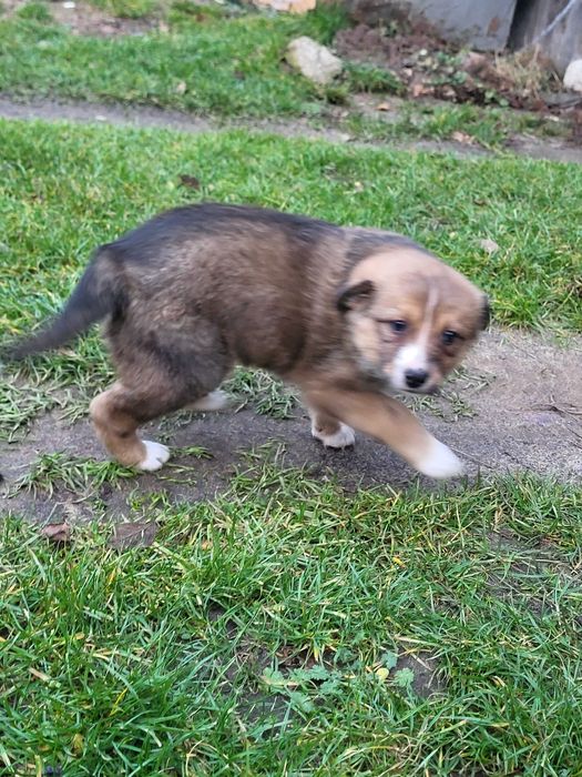 Oddam za darmo małą suczkę.