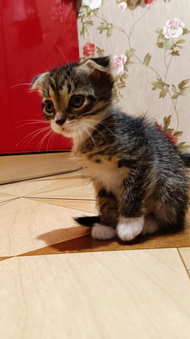 Продам вислоухих котят