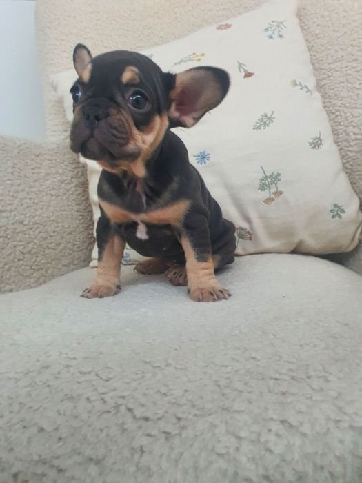 Bulldog francês fêmea exelente exemplar