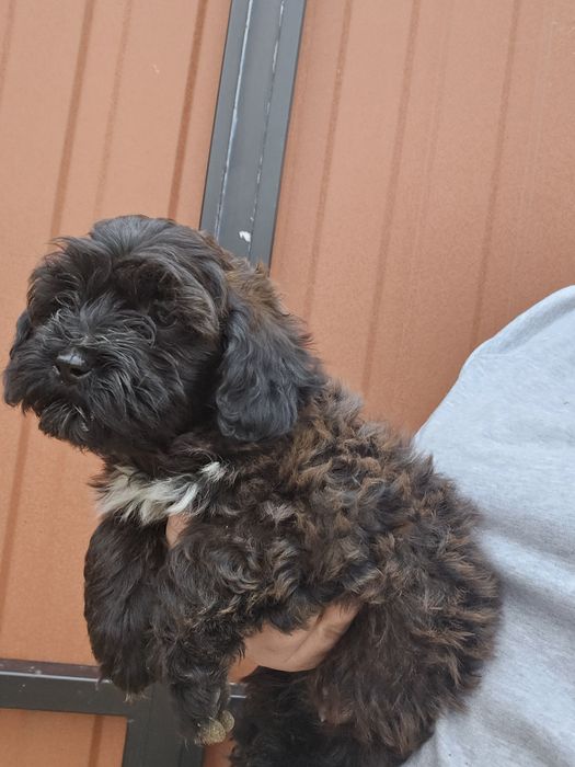 Чорна дівчинка мальтіпу ф1 готова до переїзду мае щеплення за віком