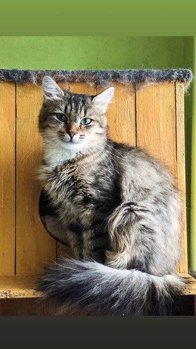 Отдам пушистую кошку лесного окраса, 1,5 года, стерилизована, привита