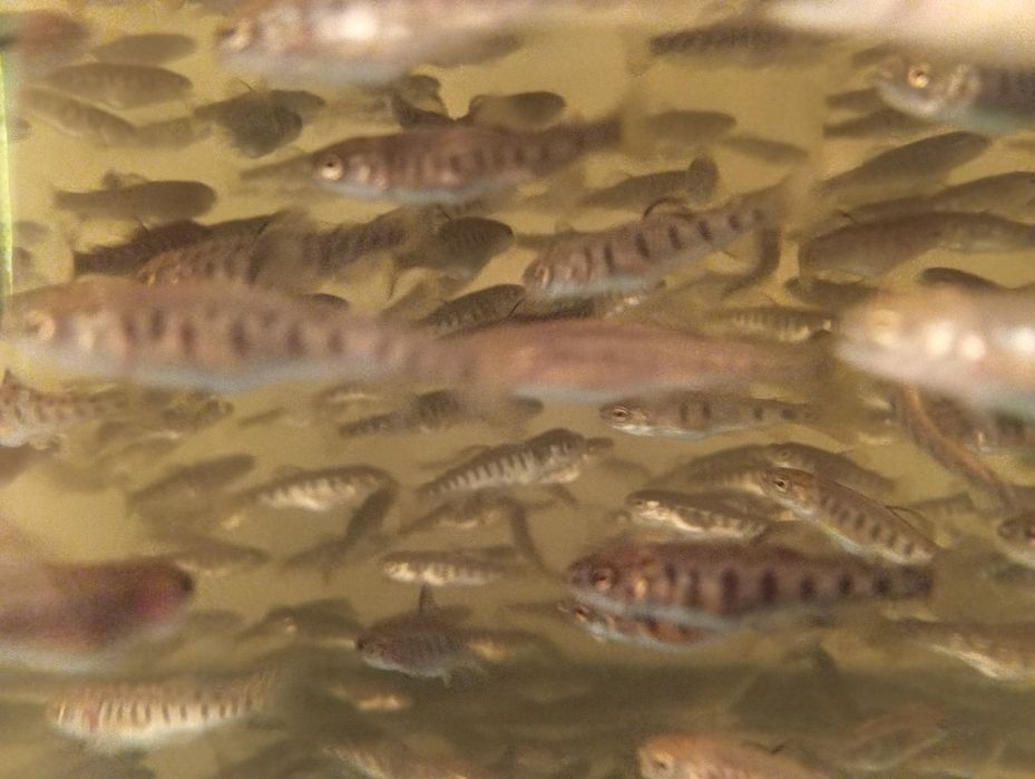 Pstrąg tęczowy narybek