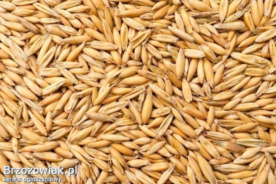 Sprzedam owies polecam