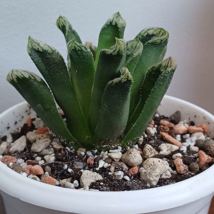 Сукулент .Хавортія гібрид.