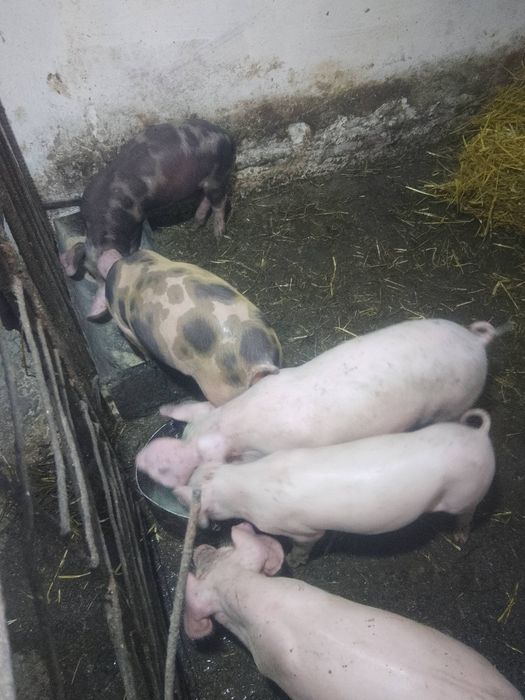 Продам поросята 7 тижнів