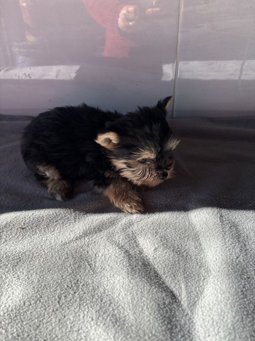 Morkie macho de pelo comprido