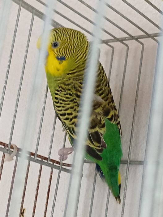 Piriquito macho...