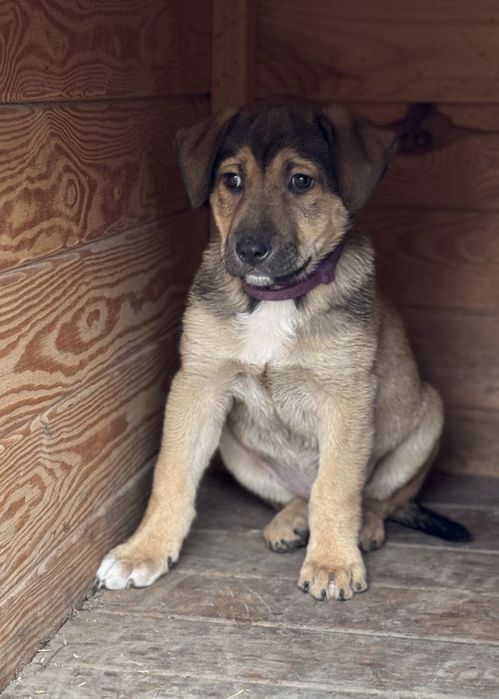 Отдам даром в добрые руки щенка метис овчарки и алабая