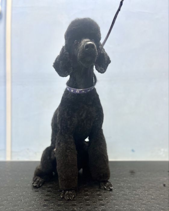 Грумінг .Холодна гора