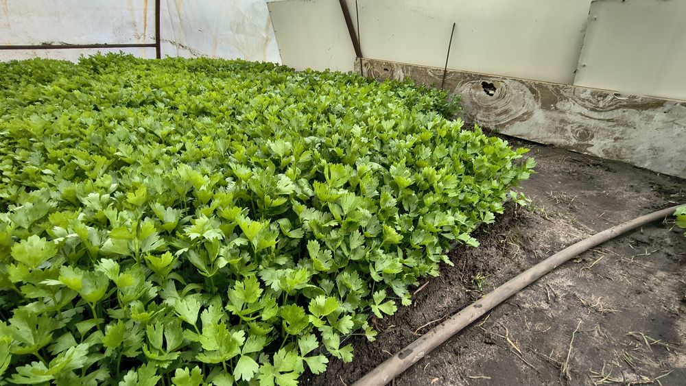 Sadzonka selera Talar