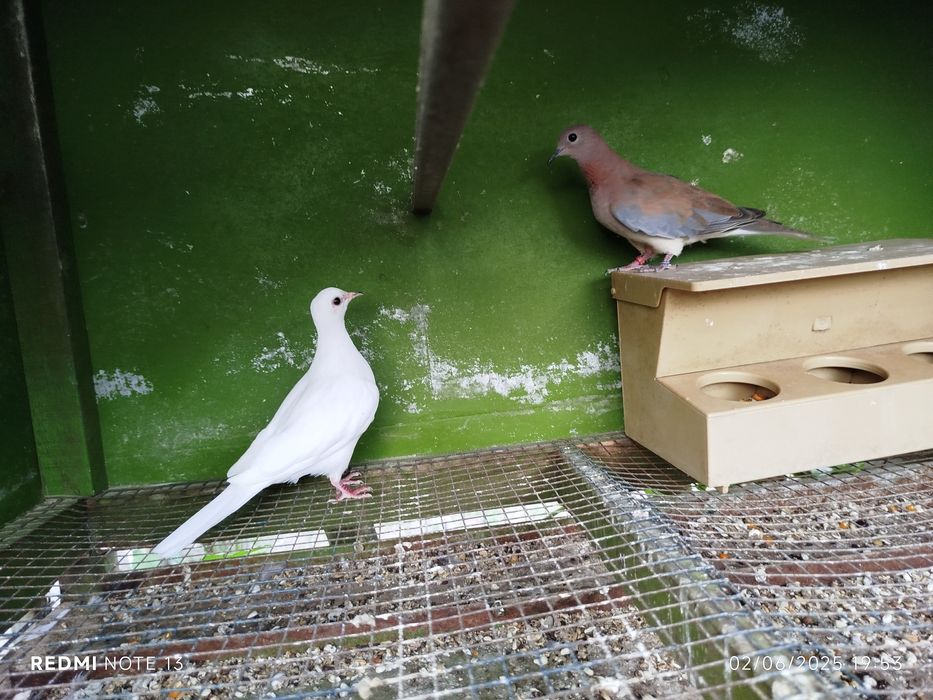 Rolas exóticas . Várias espécies..