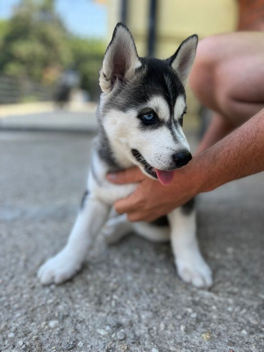 Husky siberiano macho