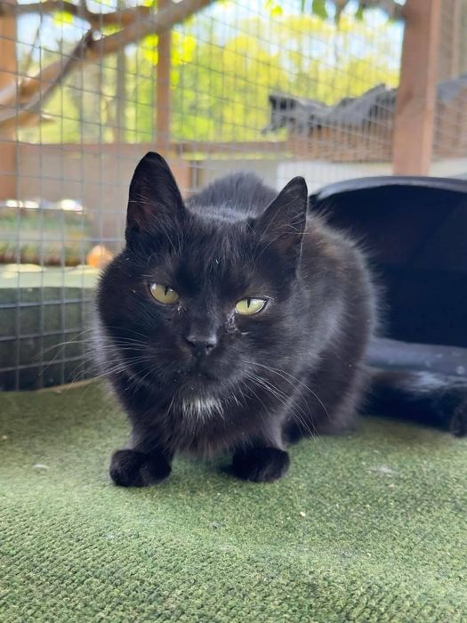 Schroniskowa weteranka Izolda czeka na dom