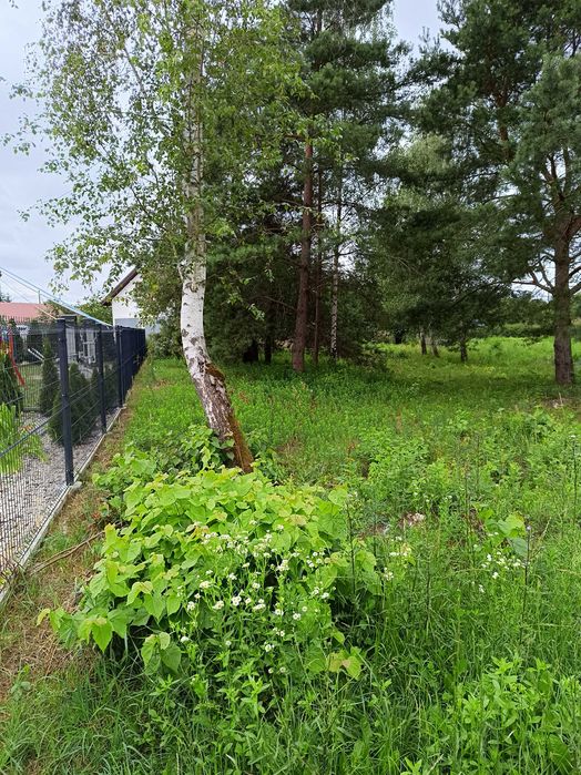 Sprzedam działkę 1412/m2 Morgowniki - Widok 4