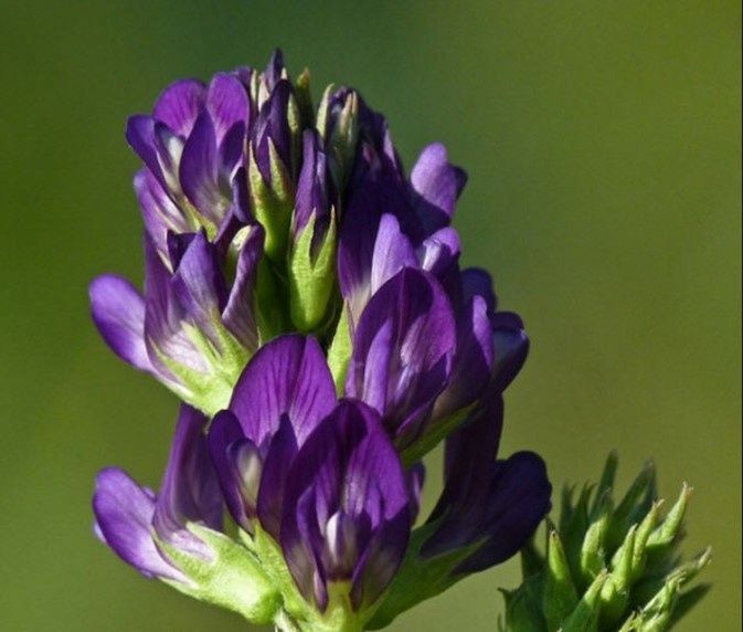 Насіння Люцерни магніченої  Еспарцет Суданка Райграс