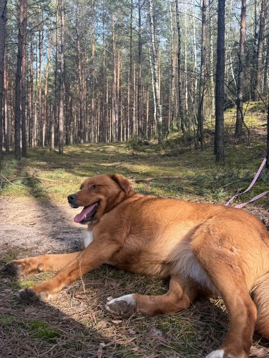 Cudowna Juma szuka kochającego domu!