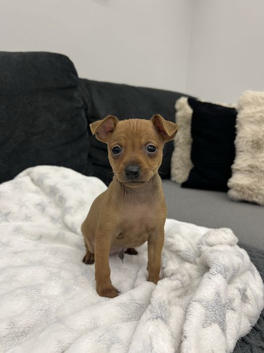 Pinczerek miniaturowy