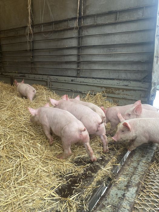 Поросята 23-24кг