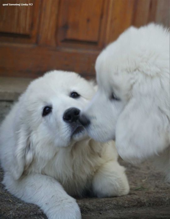 Polski Owczarek Podhalański  FCI, ZKwP - szczeniak
