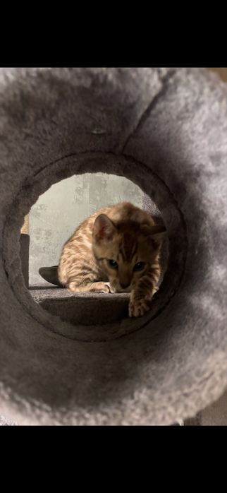Kotka bengalska snow mink