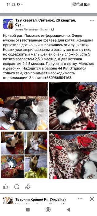 Милые котята бесплатно. кот. кошка. котенок даром