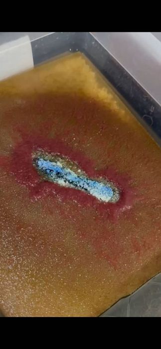 Auloforus żywy pokarm dla ryb