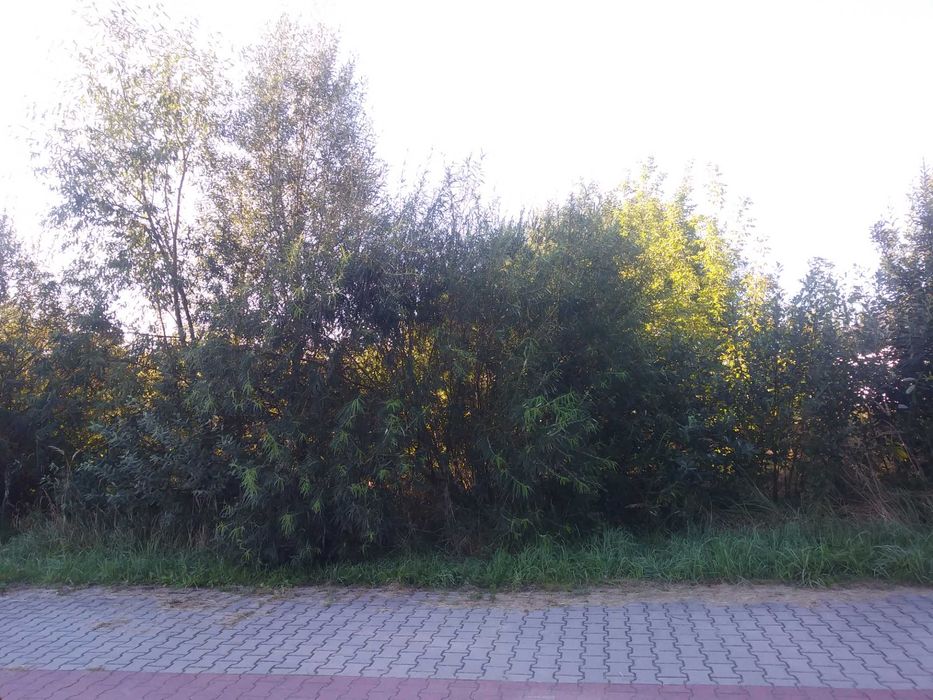 Kompleksowe czyszczenie terenu działek przygotowanie pod budowę