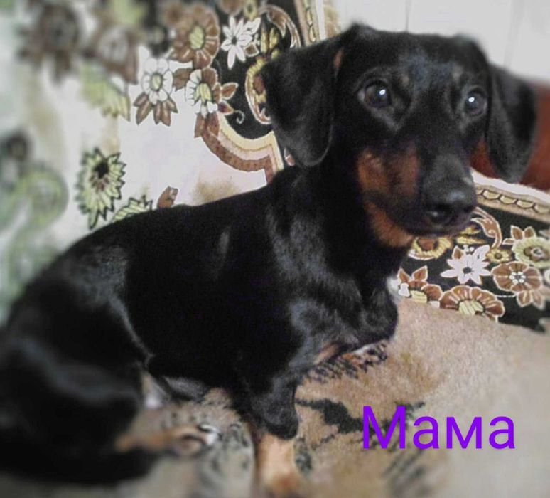 Цуценята такси шукають люблячих господарів.