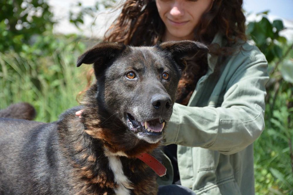 Vuk - Mimo swojej postury jestem z natury spokojnym psem