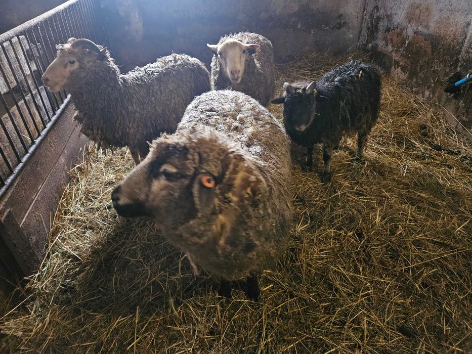 Sprzedam trzy baranki