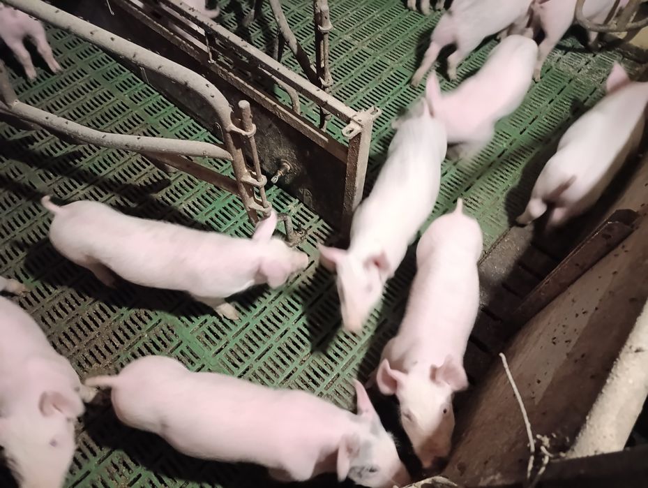Поросята  трьохпородка 13+ кг