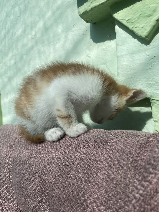 Віддамо кошеня, дівчинка