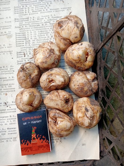 Царська корона. Лілія вонючка