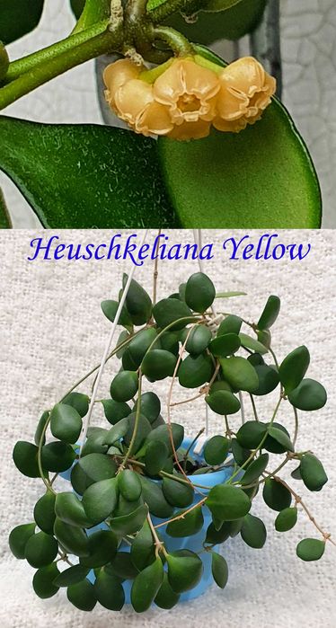 Продам хойи Perak,Finlaysonii dark leaves,H.sp.EPC-600,H. loheri и