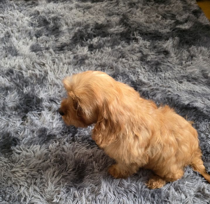Cavapoo f1 suczka