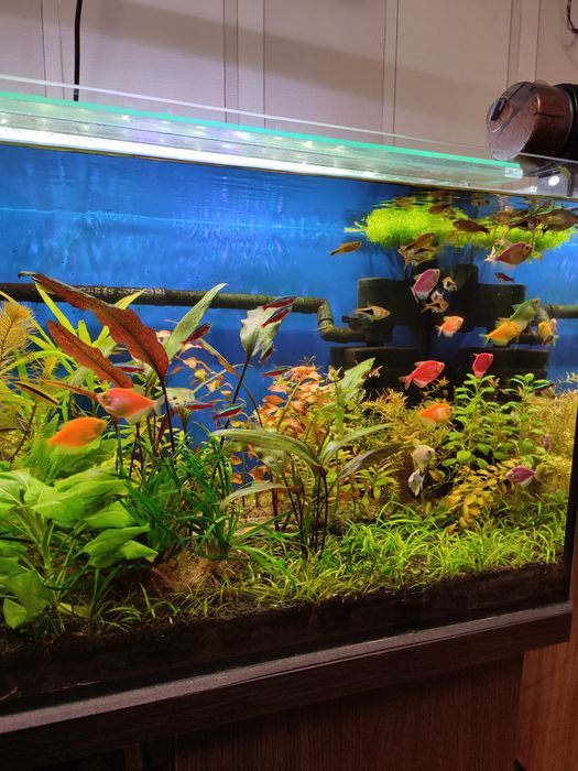 Набори акваріумних рослин