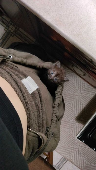 Кошеня, 1 місяць в добрі руки