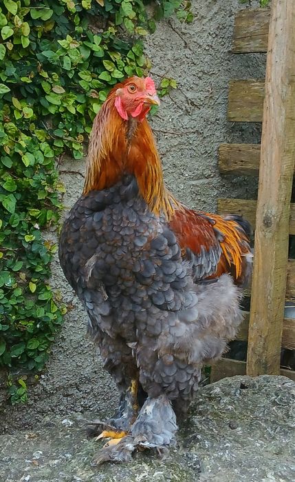 Galos Brahma Perdiz