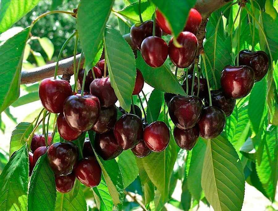 Саджанці черешні (Роздріб, Опт, Дроп)/ Саженцы черешни