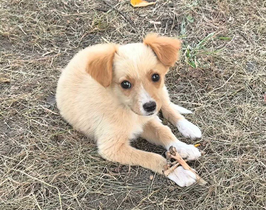 Вірний друг шукає сім'ю!