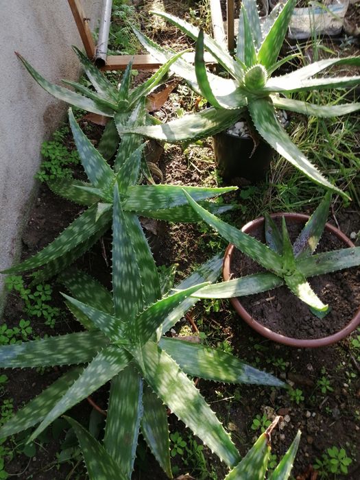 Oliveiras E cactos Aloe Vera