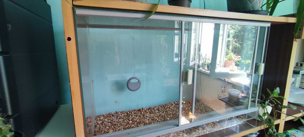Terrarium wąż pająk agawa