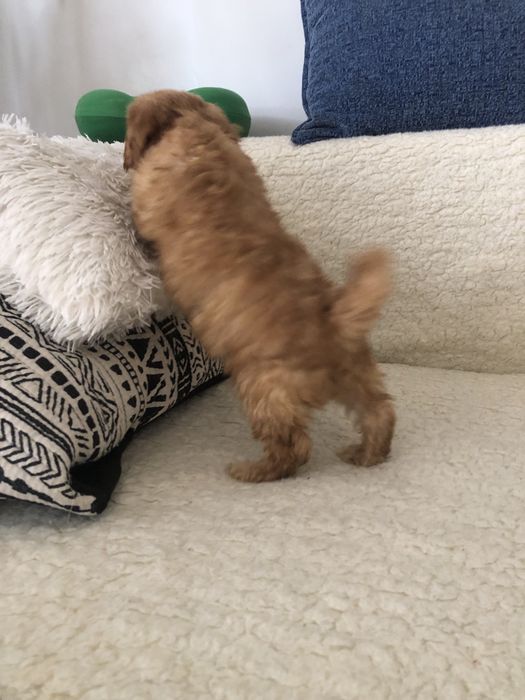 Maltipoo f2 Piesek