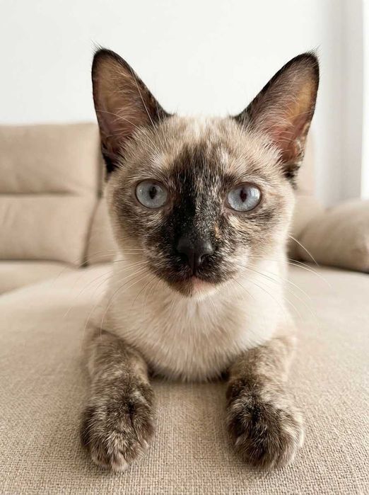 Setúbal / Margem Sul / Lisboa — BIANCA, gatinha para adoção