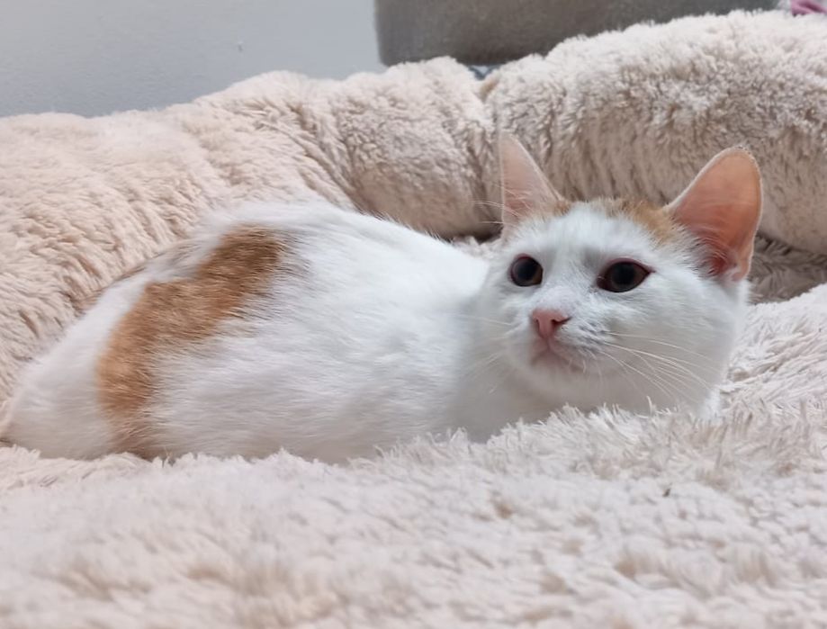 Tissaia - biało-ruda kotka do adopcji