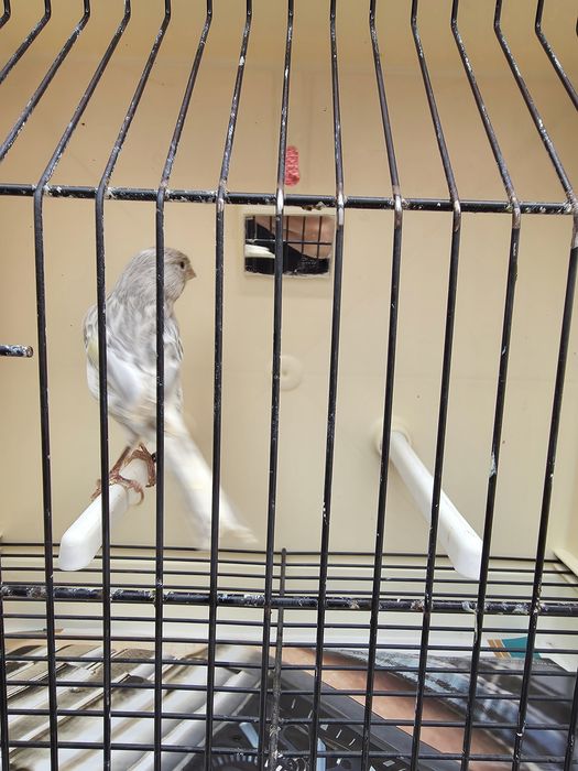 Canarias de 2024 e macho de 2025