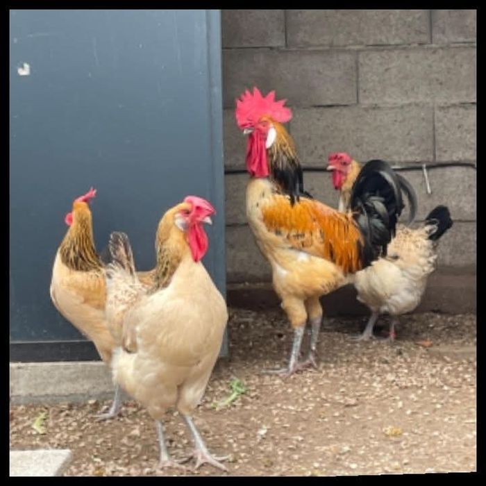 Ovos férteis para incubação