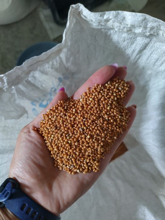 Просо жовте чисте віяне!