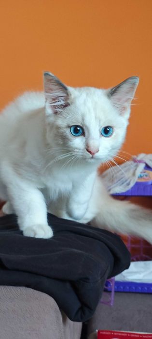 Ragdoll Śliczne kocięta z rodowodem
